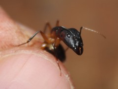 Camponotus sexpunctatus