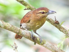 Thamnistes anabatinus