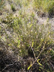 Serruria linearis