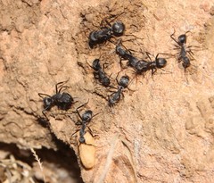 Camponotus eugeniae