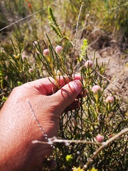 Serruria linearis