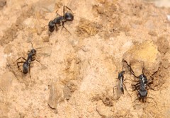 Camponotus eugeniae