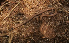 Aparallactus capensis capensis