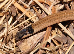 Aparallactus capensis capensis