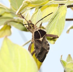 Petascelis remipes