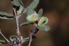 Hibbertia commutata