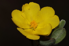 Hibbertia commutata