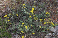 Hibbertia commutata