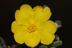 Hibbertia commutata