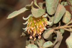 Diplolaena microcephala