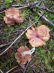 Cortinarius rubicundulus