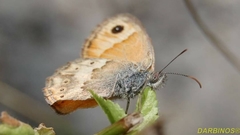 Coenonympha thyrsis