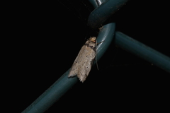 Philobota transversella