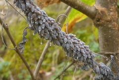 Neoprociphilus aceris