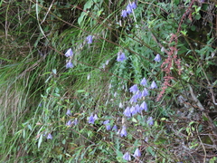 Adenophora morrisonensis