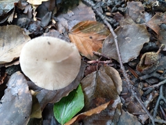 Agaricales