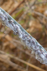 Neoprociphilus aceris