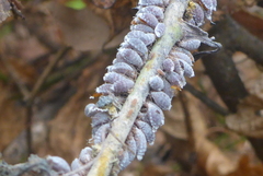 Neoprociphilus aceris