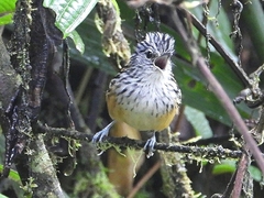 Drymophila striaticeps