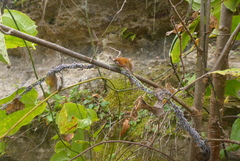 Neoprociphilus aceris