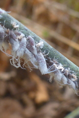 Neoprociphilus aceris