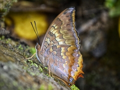 Charaxes bernardus hierax