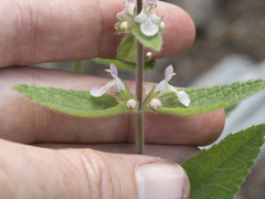 Stachys rigida