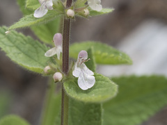 Stachys rigida