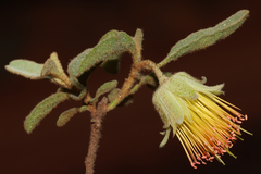 Diplolaena microcephala