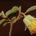 Diplolaena microcephala - Photo (c) Tim Hammer, osa oikeuksista pidätetään (CC BY), lähettänyt Tim Hammer