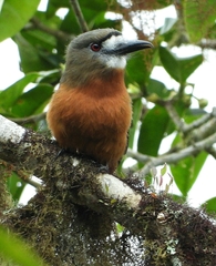 Hapaloptila castanea