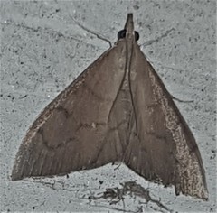 Lamprophaia albifimbrialis