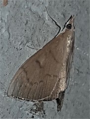 Lamprophaia albifimbrialis