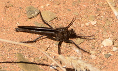 Daspletis vespertilio