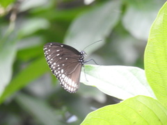 Euploea klugii kollari