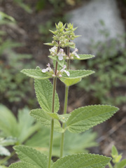 Stachys rigida
