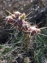 Opuntia aurantiaca
