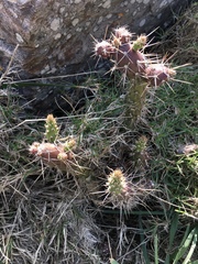 Opuntia aurantiaca