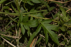 Solanum seaforthianum