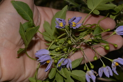 Solanum seaforthianum
