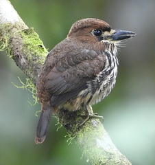 Micromonacha lanceolata