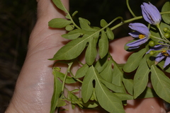 Solanum seaforthianum