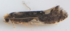Monopis spilotella