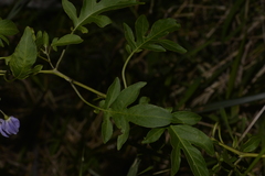 Solanum seaforthianum