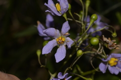 Solanum seaforthianum