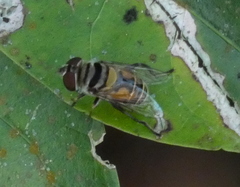 Palpada vinetorum