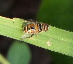 Palpada vinetorum