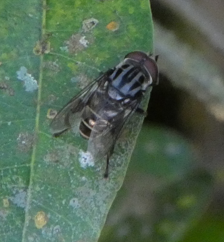 Photo of Tropical Plushback (Palpada furcata)