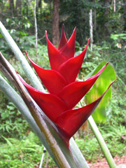 Heliconia caribaea