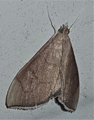 Lamprophaia albifimbrialis